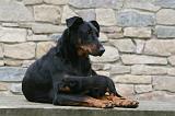 BEAUCERON - ADULTS and PUPPIES 056